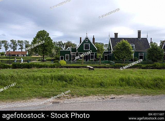 Historic houses, sheep, Zaanse Schans, Zaandam, Noord-Holland, Netherlands