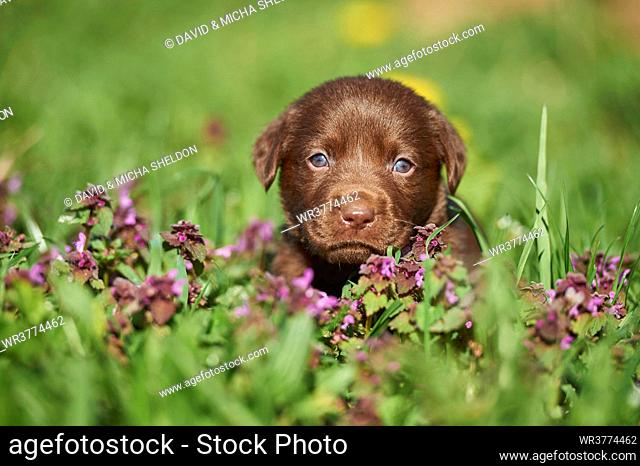 Labrador puppy, Bavaria, Germany, Europe