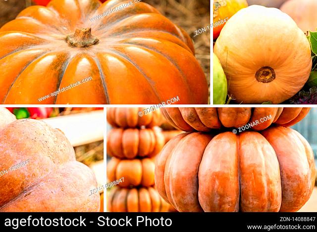 pattern of autumn orange pumpkin assortment design composition