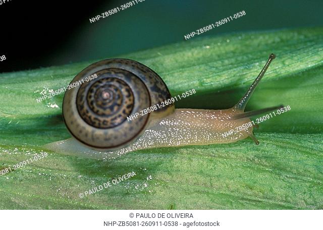 Snail, Portugala inchoata. Endemic of Iberian peninsula (Portugal and Spain). Portugal