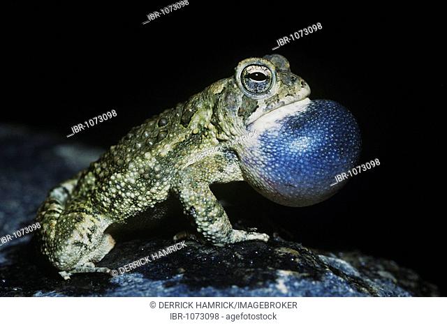 Fowler's Toad (Bufo woodhousii fowleri), male at night calling, vocal sac inflated, Raleigh, Wake County, North Carolina, USA