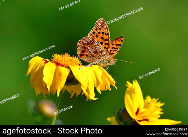 A butterfly, a queen of Spain fritillary (Issoria lathonia), sitting on a yellow coreopsis-flower. The wings are half open