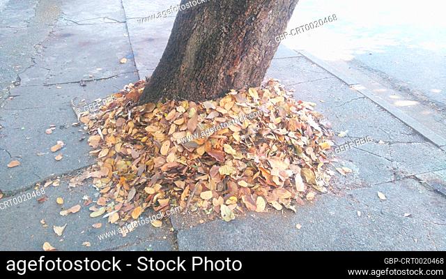 Tree, leaves falled, sidewalk, São Paulo, Brazil