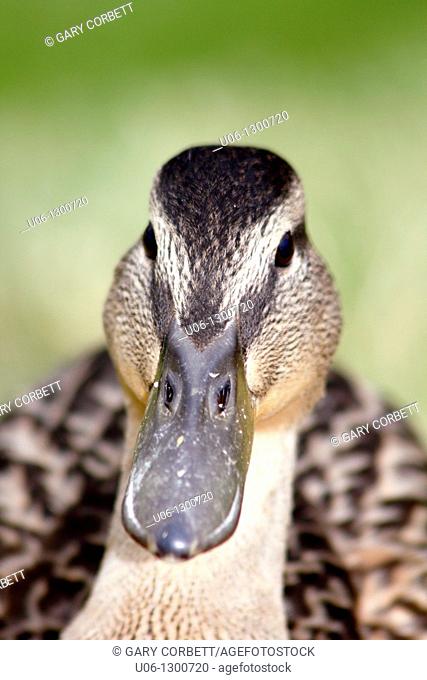 Face of a black duck