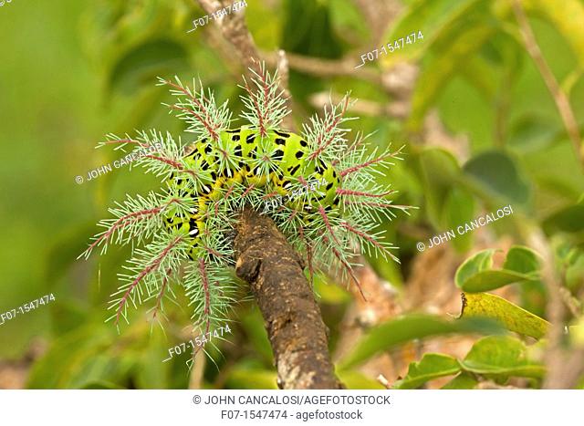 Saturnid moth caterpillar Automeris metzli. Costa Rica, defensive display, with urticating stinging hairs. Tropical dry forest, Santa Rosa national park