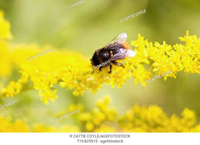 Bumble bee enjoying yellow flowers