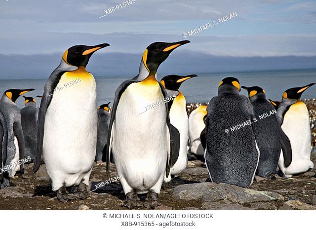 King Penguin Aptenodytes patagonicus breeding and nesting colonies on South Georgia Island, Southern Ocean  King penguins are rarely found below 60 degrees...
