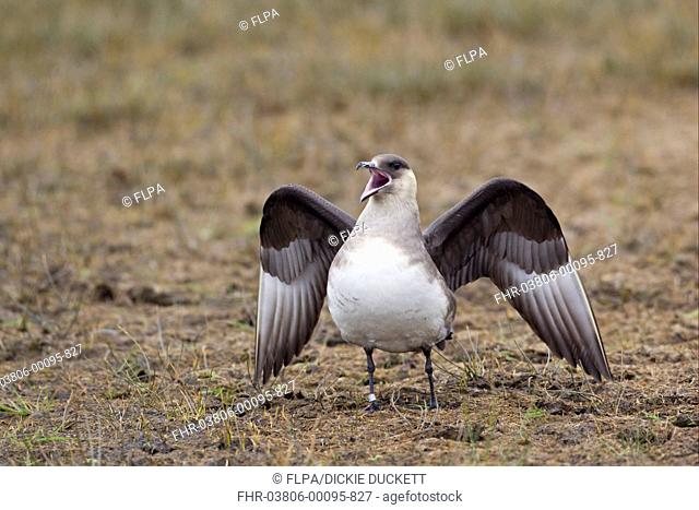 Arctic Skua Stercorarius parasiticus pale phase, adult, calling and spreading wings, Shetland Islands, Scotland, june