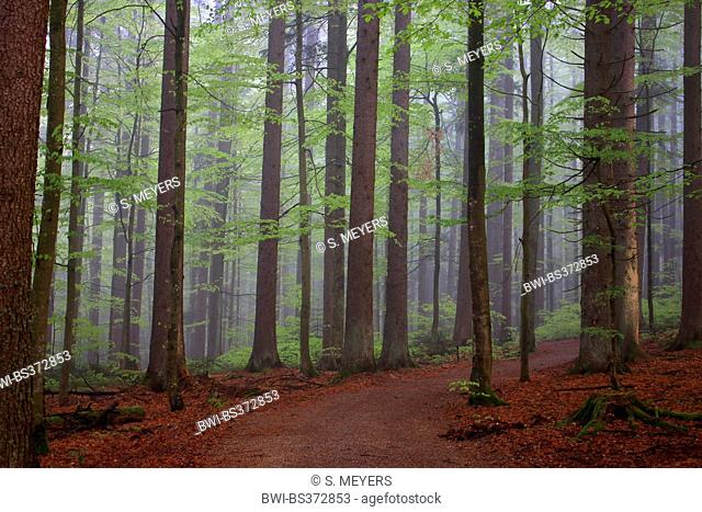 beech forest in spring, Germany, Bavaria, Bavarian Forest National Park