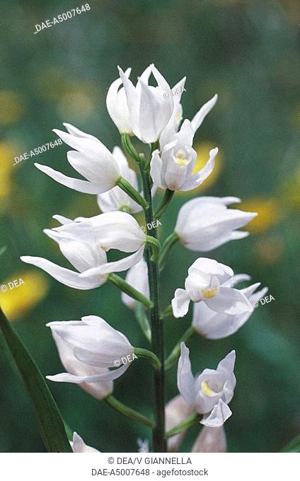 Botany - Orchidaceae. Narrow-leaved helleborine (Cephalanthera longifolia). Italy, Liguria region