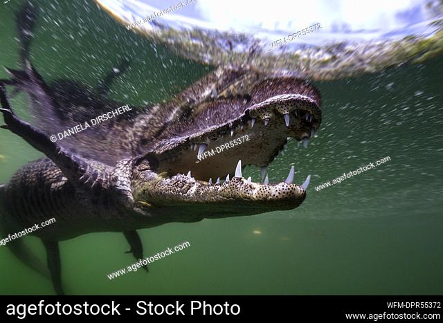 Morelet's Crocodile, Crocodylus moreletii, Cancun, Yucatan, Mexico