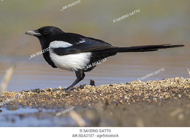 Eurasian Magpie (Pica pica), adult standing on the ground