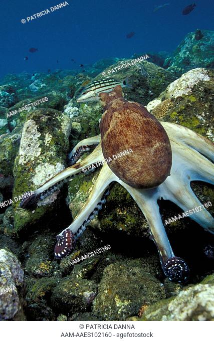 Indo-Pacific Day Octopus (Octopus cyanea) hunting with webbing spread and followed by Checkered Snapper (Lutjanus decussatus) Bali