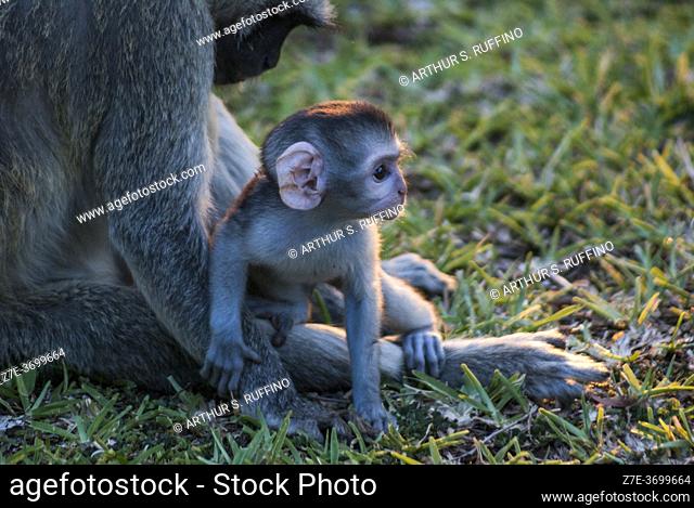 Mother vervet monkey (Chlorocebus pygerythrus) caring for infant. Zambia, Africa
