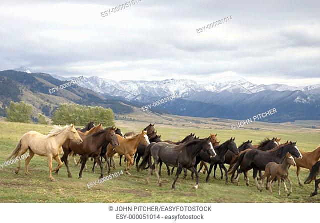 Horses coming down from summer range. Montana, USA