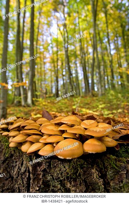 Sheathed Woodtuft (Flammulina velutipes), Nationalpark Hainich national park, Thuringia, Germany, Europe