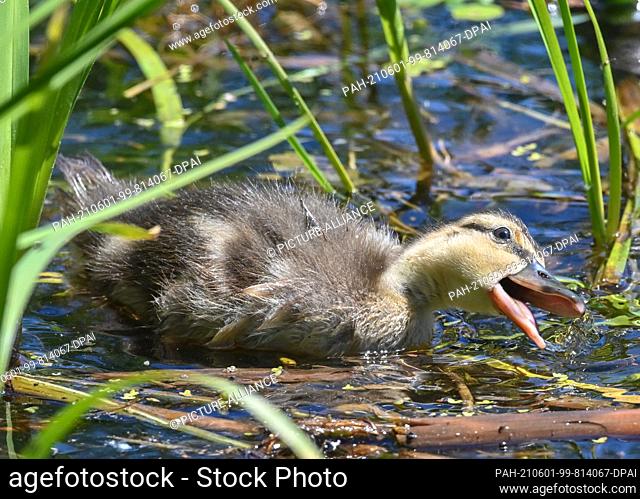 31 May 2021, Brandenburg, Neuzelle: A young mallard duckling searches for food between lily pads on the Klostersee in front of Neuzelle Abbey
