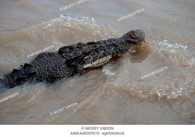 Saltwater Crocodile (Crocodylus porosus) Australia in wild