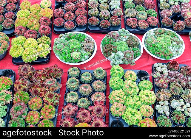 Background of red carpet with display for sale of colorful small succulents