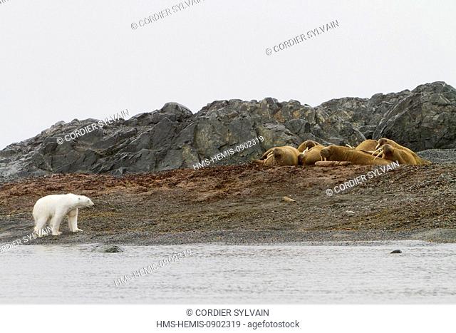 Norway, Svalbard, Spitsbergern, Polar Bear (Ursus maritimus) looking carefuly a group of walruses resting in beach colony