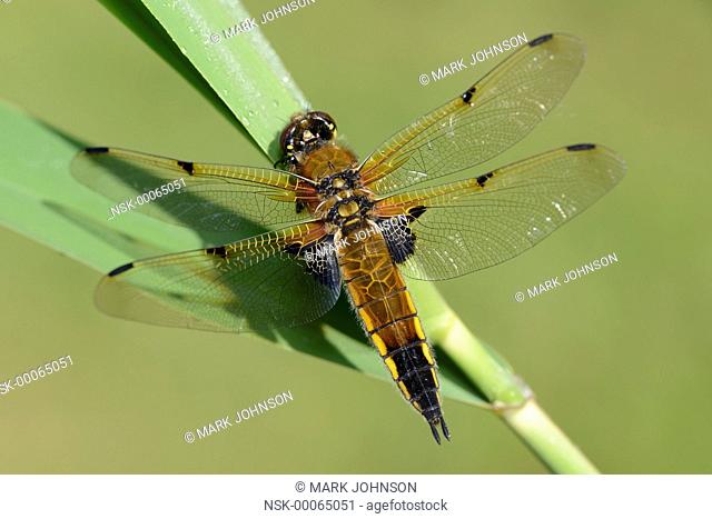 Four-spotted chaser (Libellula quadrimaculata) basking in the morning sun, England, Lincolnshire
