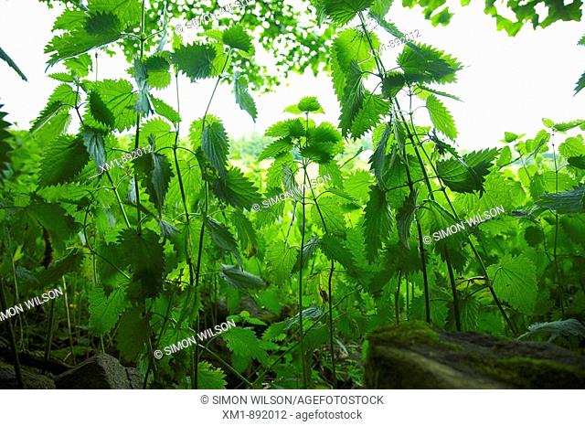 nettles growing wild in countryside