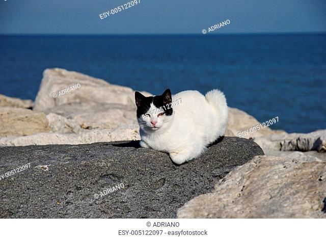 cat on the rocks front of the sea