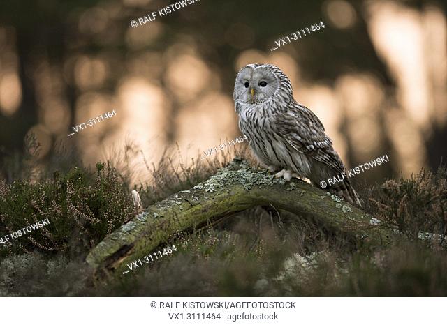 Ural Owl / Habichtskauz ( Strix uralensis ) perched on a piece of wood in front of the edge of a boreal forest, hunting at dusk, sunrise, Europe