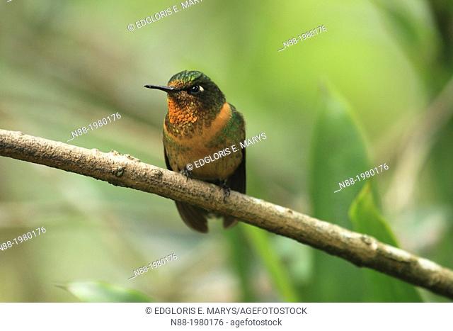 Orange-throated Sunangel hummingbird San Eusebio Cloud Forest Merida Venezuela