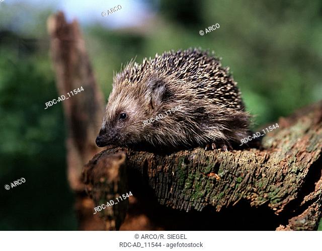 European Hedgehog Erinaceus europaeus