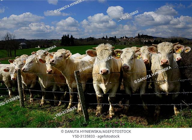 cows of Charolaise race on pasture, Montaiguët-en-Forez, Allier department, Auvergne-Rhône-Alpes region, central France, Europe