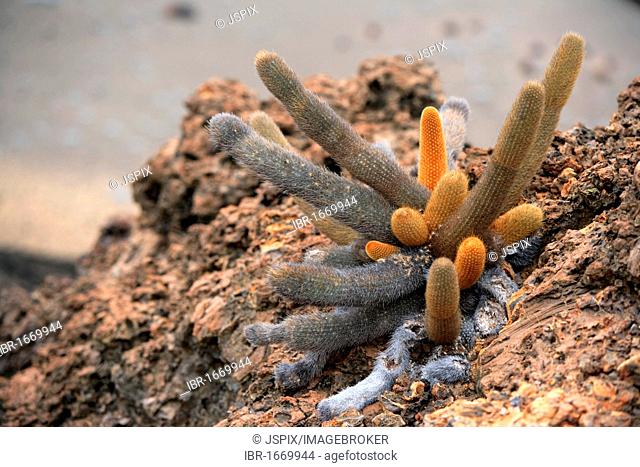 Lava Cactus (Brachycereus nesioticus), Galapagos Islands, Pacific Ocean