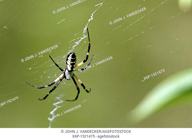 A Black and Yellow Garden Spider also known as a Writing Spider or a Corn Spider, Argiope aurantia This spider is missing one of its hind legs  Leamings Run...