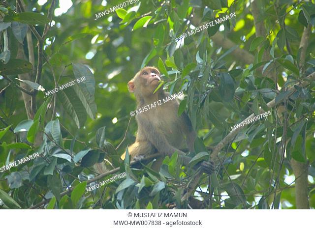 A monkey in Dulahazra Safari Park at Chokoria about 107 kilometers from Chittagong town and 40 kilometers from Cox’s Bazar town The park is now a beautiful...