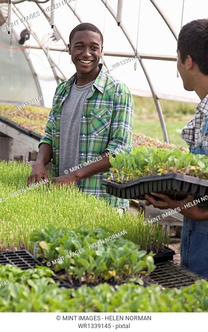 Two young men working in a large greenhouse, tending and sorting trays of seedlings