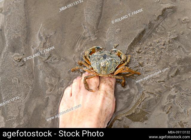 Germany, Lower Saxony, East Frisia, Juist, the common beach crab (Carcinus maenas), commonly called beach crab