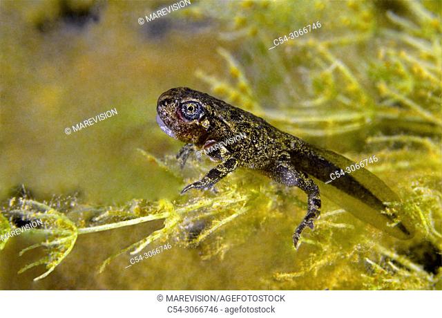 Natterjack toad (Bufo calamita). Tadpole. Lake. Lago del Valle. Lagos de Somiedo. Asturias. Spain. Europe
