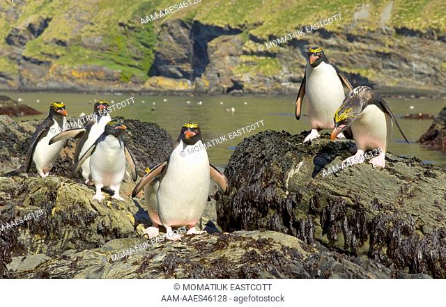 Macaroni Penguins (Eudyptes chrysolophus) adults walking along rocky river bank near sea; Cumberland Bay; Southern Ocean; Antarctic Convergance; South Georgia...