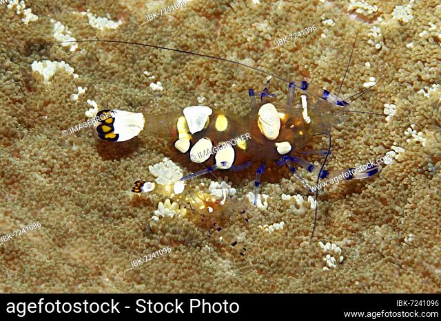 Pair of partner shrimps (Periclimenes brevicarpalus), in sticky anemone (Cryptodendrum adhaesivum), Banda Sea, Pacific Ocean, Saparua, Island, Moluccas