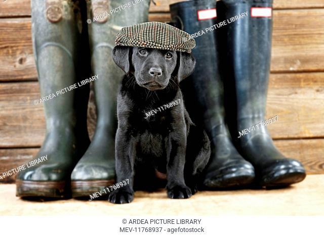 DOG Black Labrador puppy wearing flat cap ( 6 weeks old ) with wellington boots Digital Manipulation:Hat PAB brightened