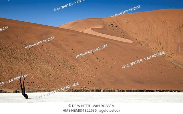 Namibia, Hardap region, Namib desert, Namib-Naukluft national park, Namib Sand Sea listed as World Heritage by UNESCO, Deadvlei, acacia tree (Acacia erioloba)