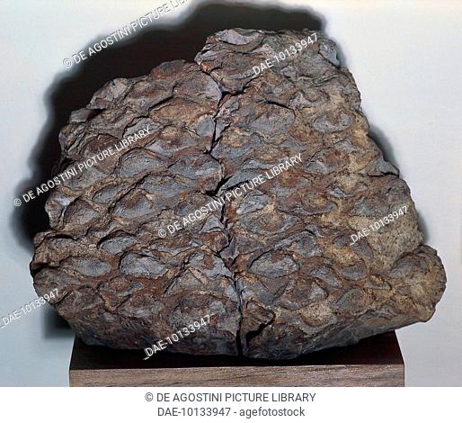 Fossil remains of a trunk dating back to Malm, Upper Jurassic.  Verona, Museo Di Storia Naturale (Science Museum)