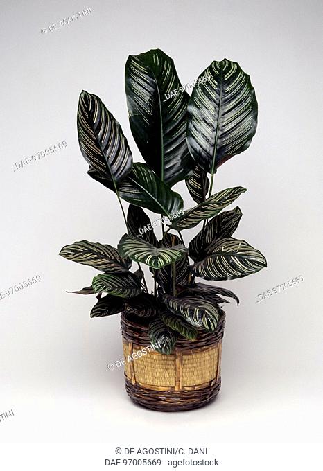 Pin-stripe plant (Calathea ornata Sanderiana), Marantaceae