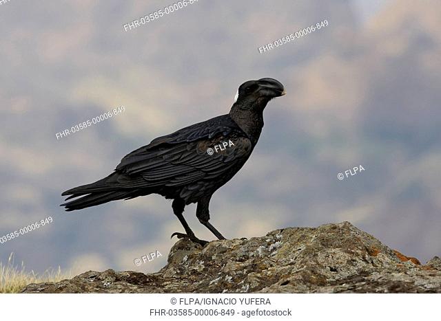 Thick-billed Raven Corvus crassirostris adult, standing on rock, Simien Mountains, Ethiopia