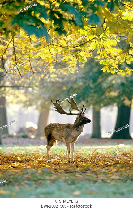 fallow deer (Dama dama, Cervus dama), stag in autumn coloured forest, Germany, Saxony