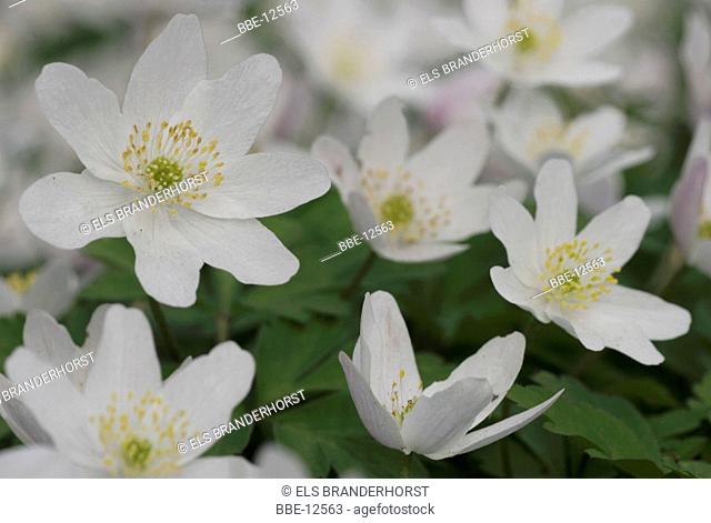Bunch of blooming flowers of the Wood anemone