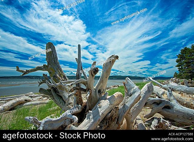 Driftwood along La Plage de Penouille (Atlantic Ocean) Forillon National Park Quebec Canada