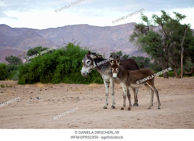 Donkeys in the Wilderness, Equus asinus, Brandberg, Erongo, Namibia
