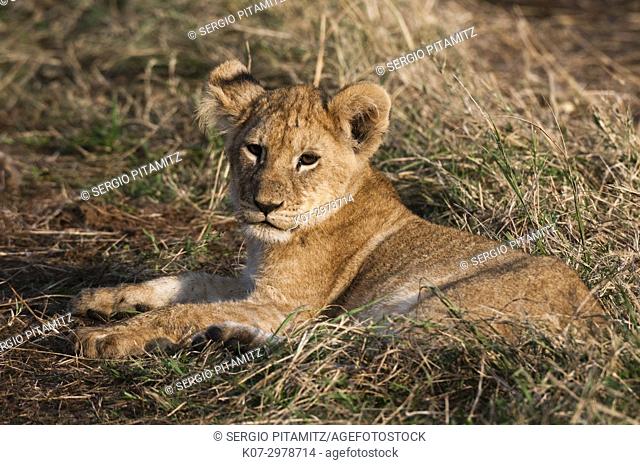 Lion cub (Panthera leo), Masai Mara, Kenya