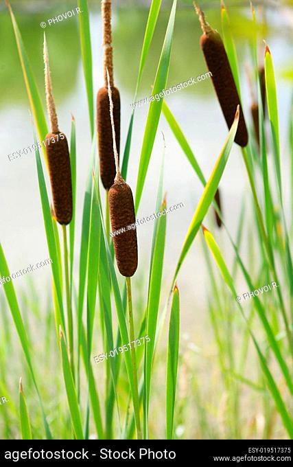 Aquatic plants called the Cattails